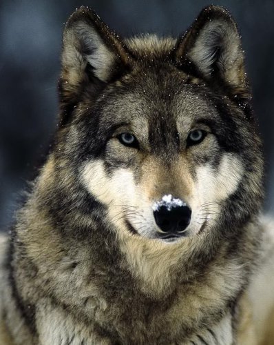 Wolfiester