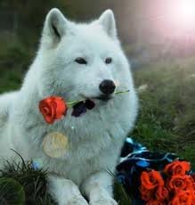 Whitewolf