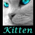 Kitten