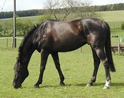 Rosalie